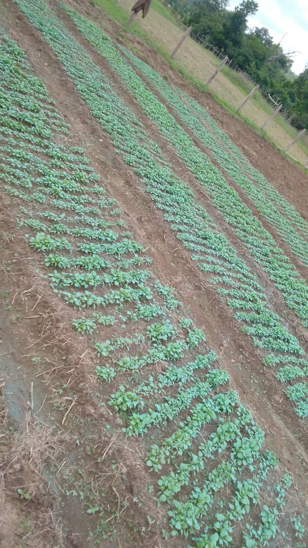 Légumes verts