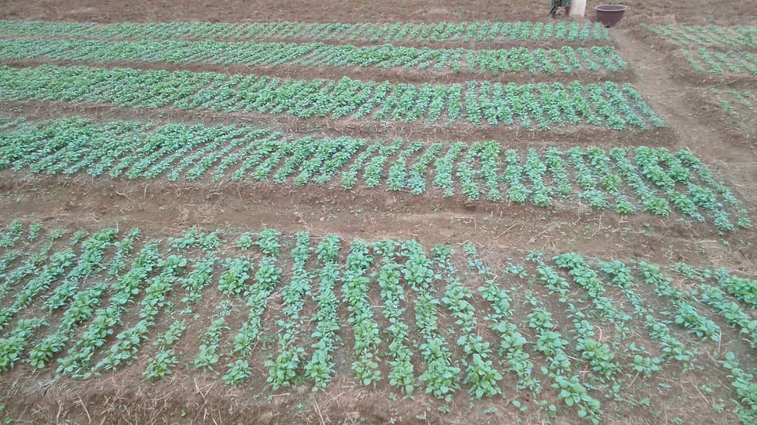 Production bio TANE