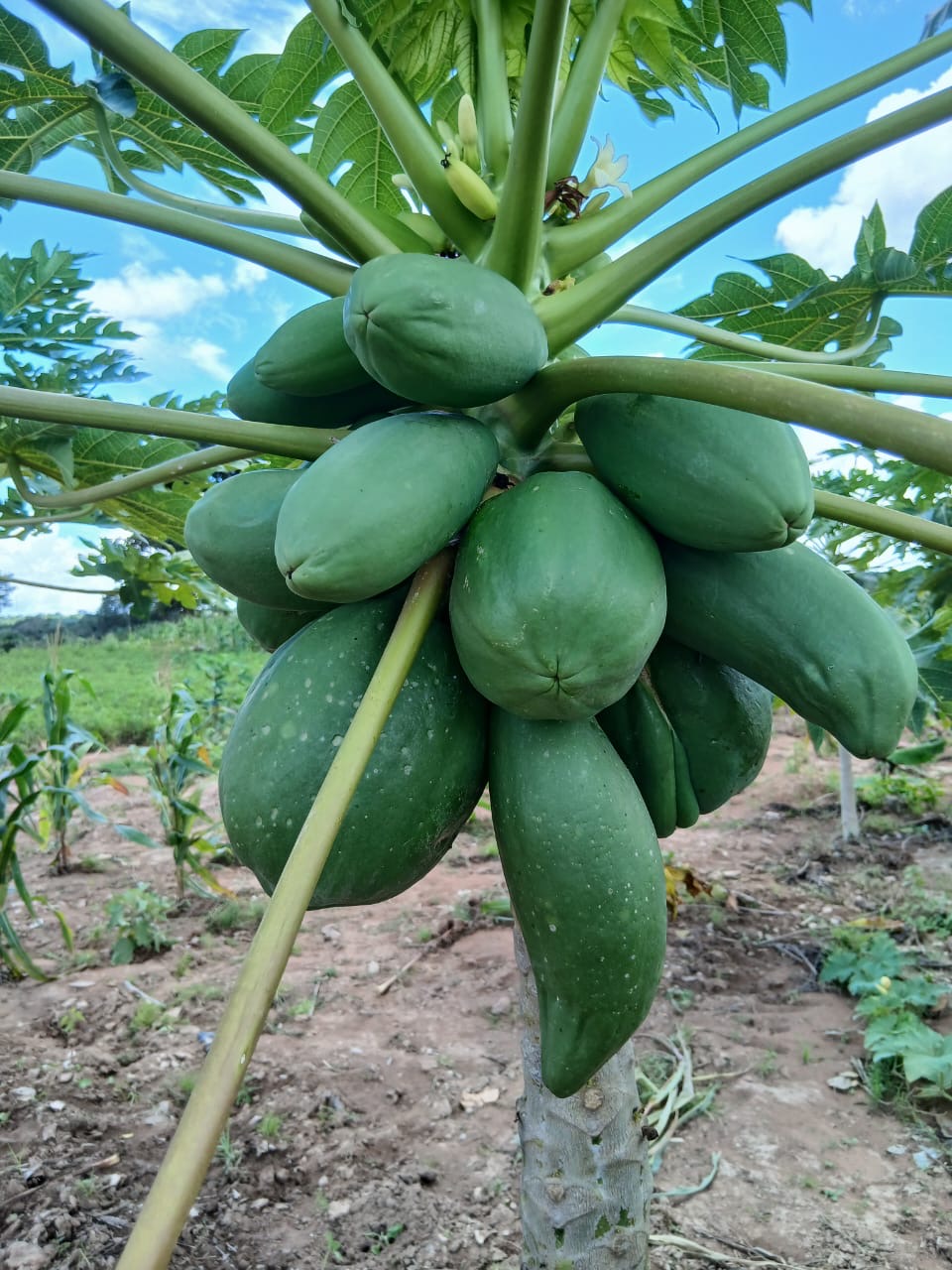 Papaye Falo