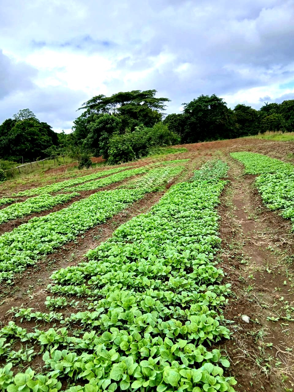 Légumes verts
