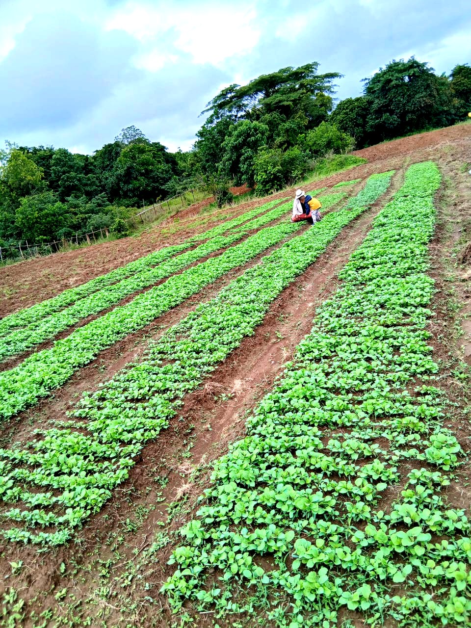 Légumes