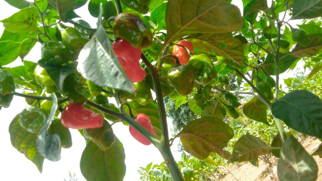 Piment