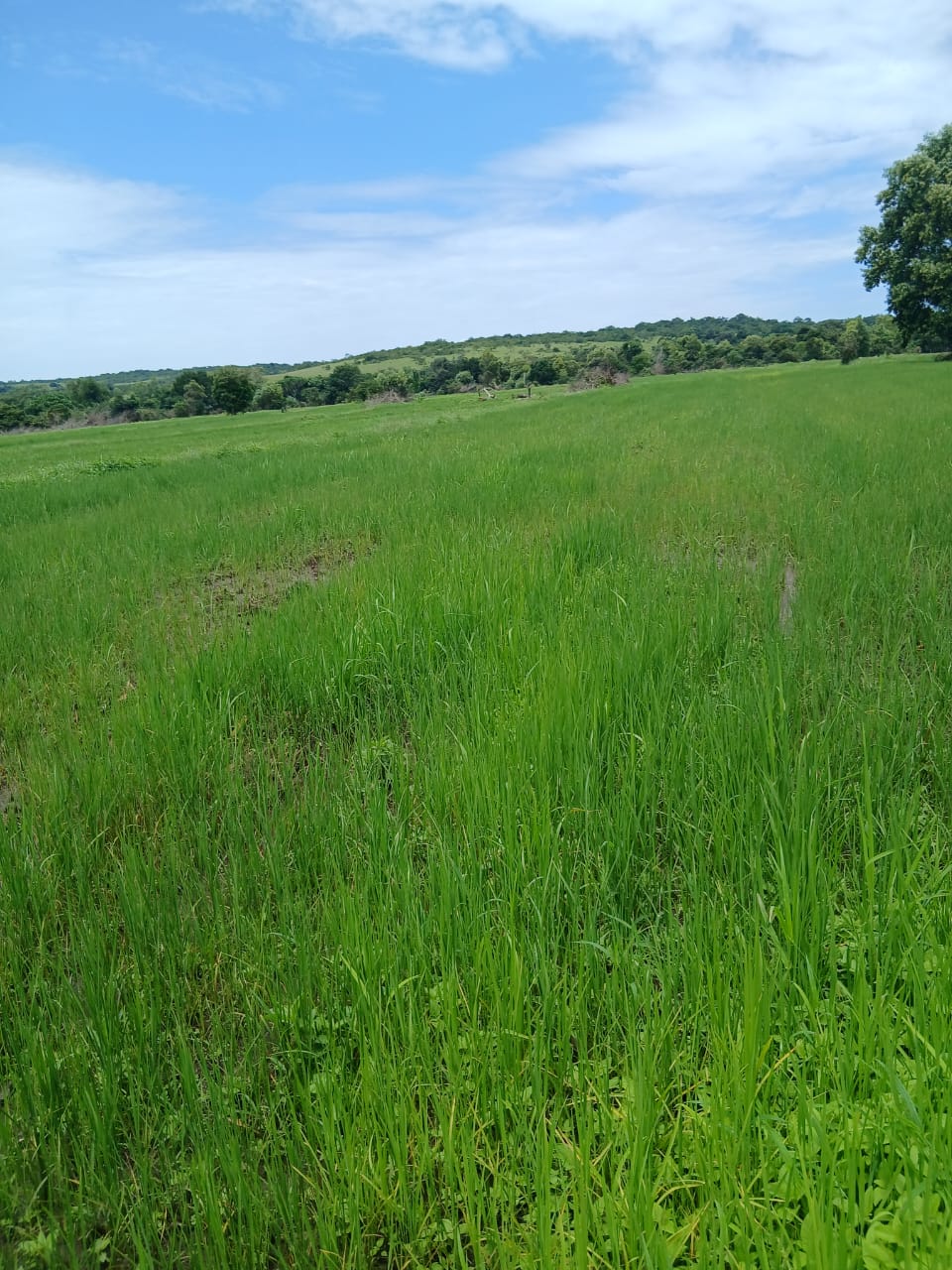 Riz Saagara