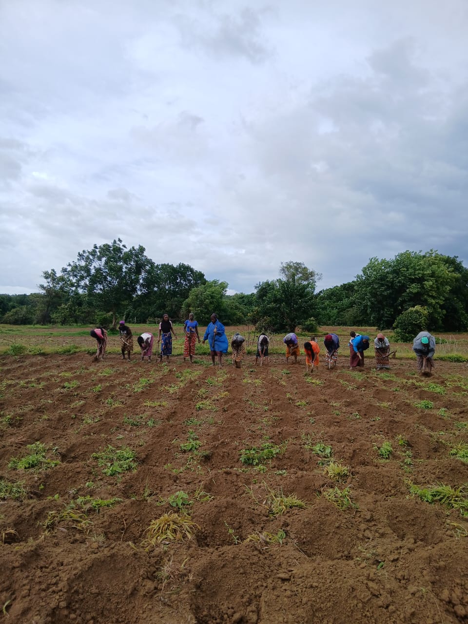 Plantation Saagara