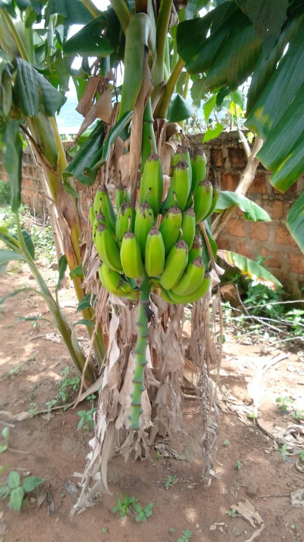 Bananeraie Tané 2
